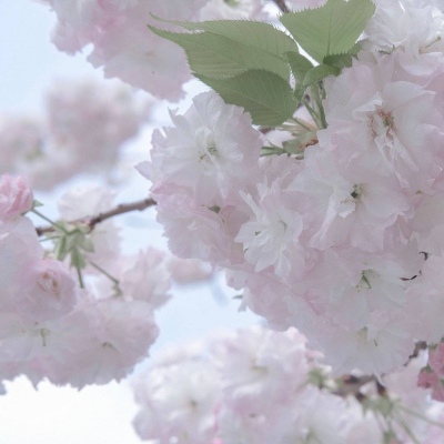 贡嘎福瑞交流群